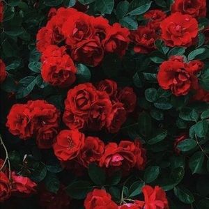 Meet your Posher, Kristine